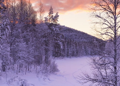 粉象生活有多少用户
