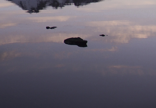 明星粉象生活直播