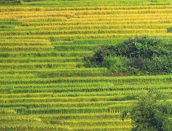 粉象生活邀请码