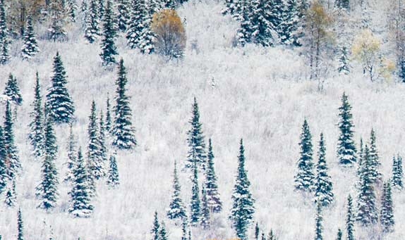 粉象生活粉丝怎么增加