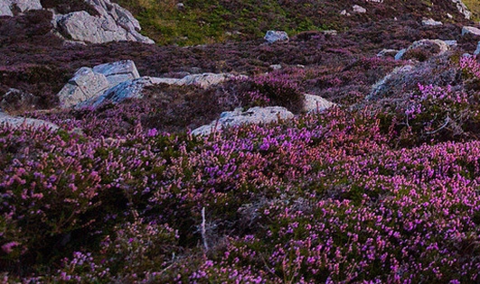 粉象生活怎么开通专栏