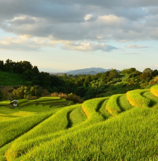 做粉象生活挣钱吗
