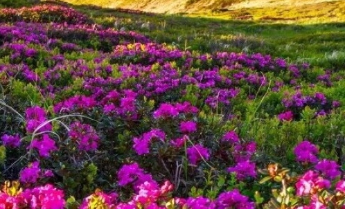 关于粉象生活评价