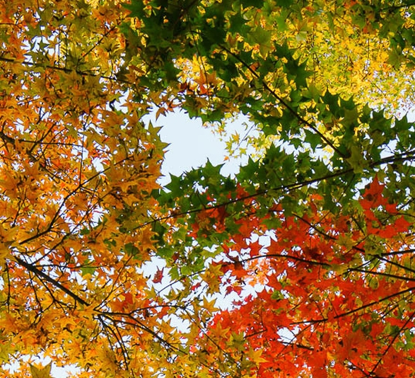 粉象生活软件安全吗