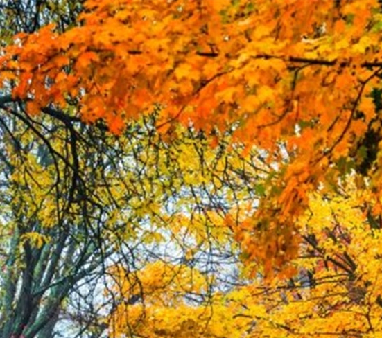 粉象生活能赚到钱吗