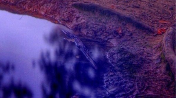 起泡葡萄酒怎么开