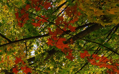 粉象生活是什么