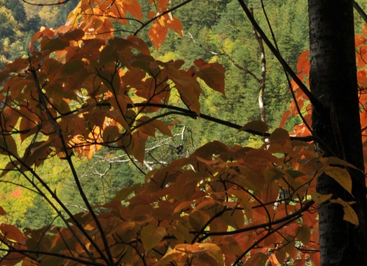 粉象生活如何加盟