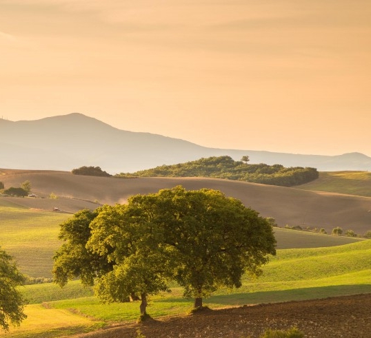 粉象生活小助手