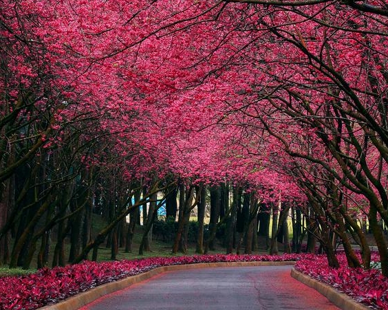 粉象生活收费标准