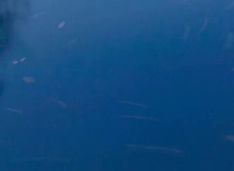 嘉峪关粉象生活app