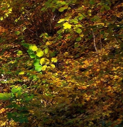 粉象为什么要微信