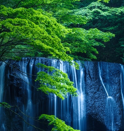 粉象生活代购