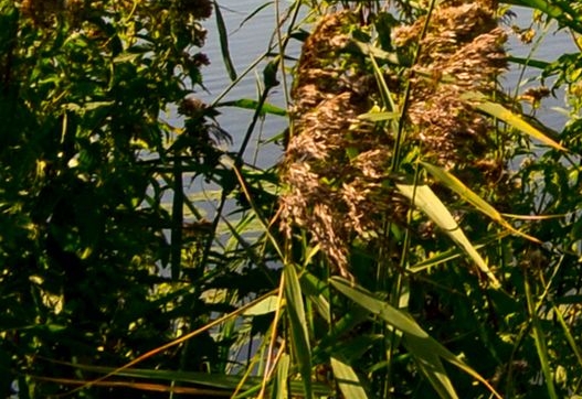 粉象生活客服经理