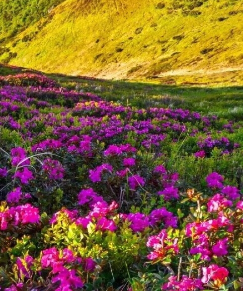 粉象生活可以换邀请人吗