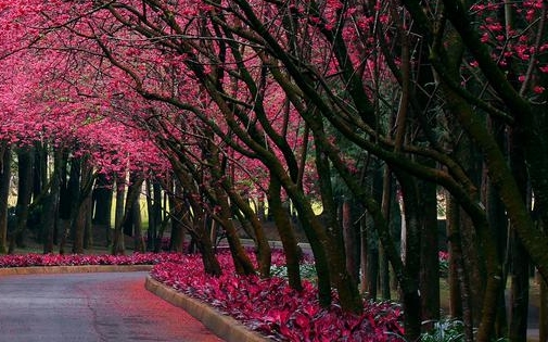 泰安粉象生活佣金