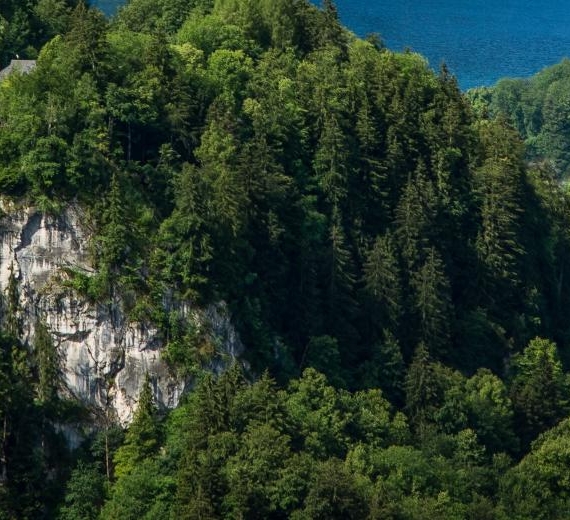 粉色的粉粉象生活