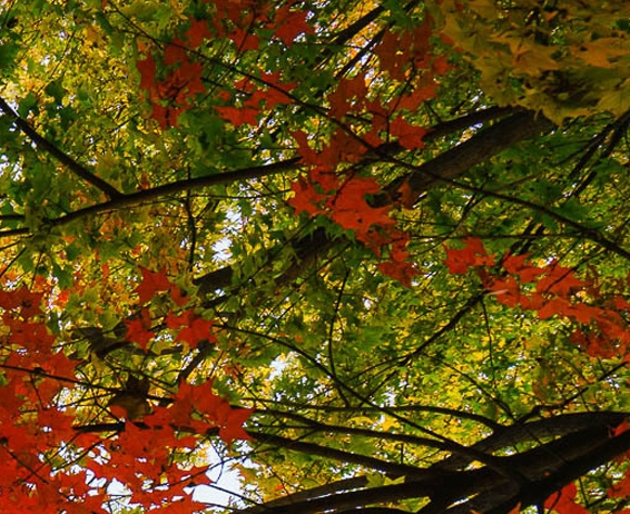 粉象生活粉丝怎么增加