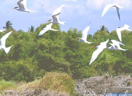 粉象粉丝佣金怎么分