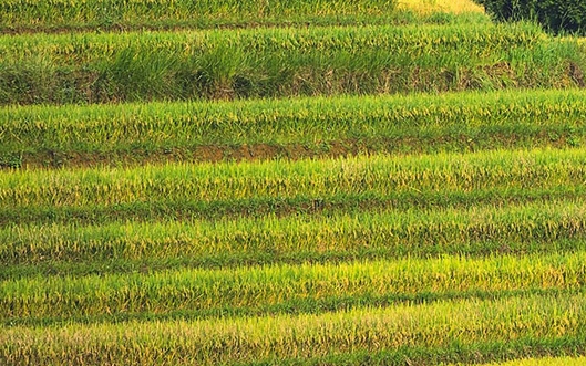 粉象生活真实收入