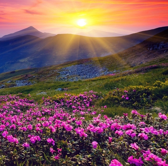 商洛粉象生活推广