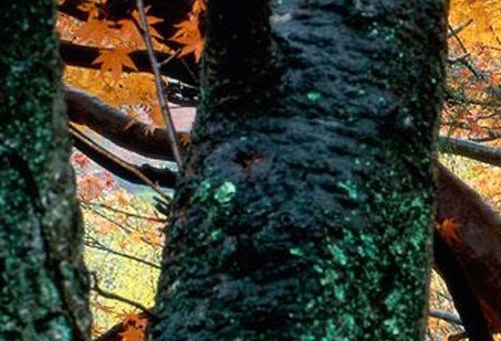 辽宁加盟粉象生活靠谱么