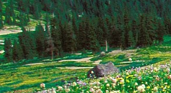 粉象生活粉丝怎么增加