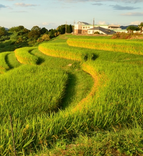粉象生活app