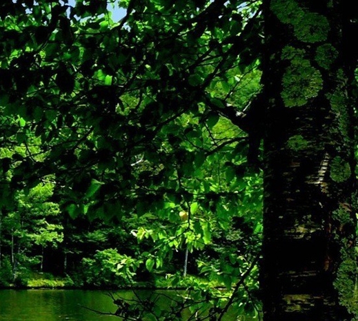 粉象生活下载app