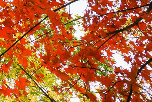 粉象生活怎么找回