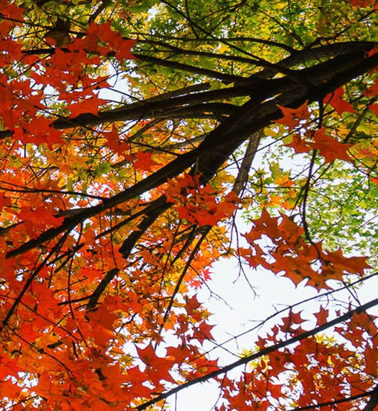 菏泽粉象生活代理联系电话