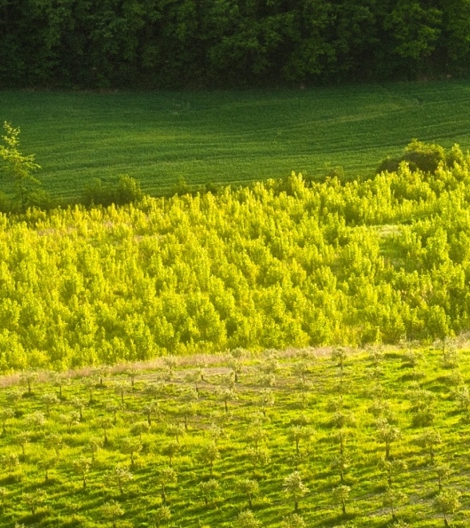 粉象生活赚钱怎么玩