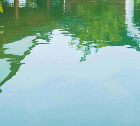 德阳粉象生活vip