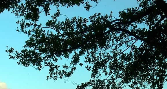 粉象生活佣金方法