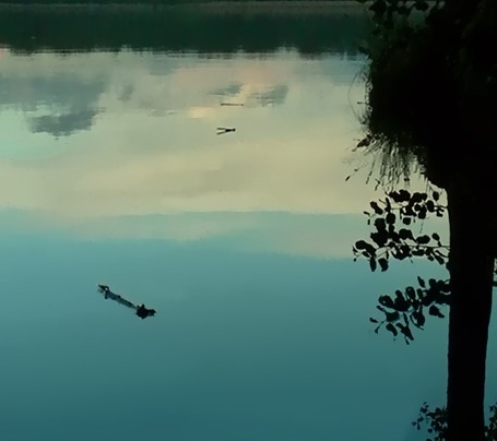 粉象生活怎么推