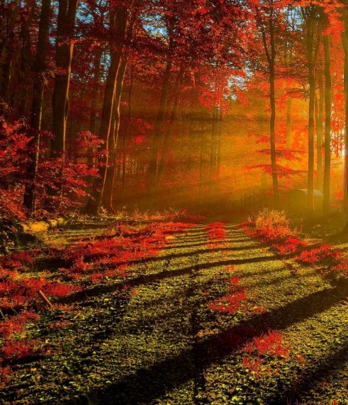 没有粉象生活id