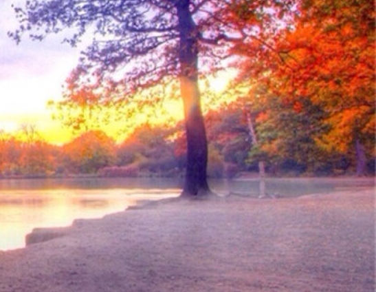 山东低聚肽粉代理