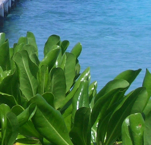 粉象生活视频播放