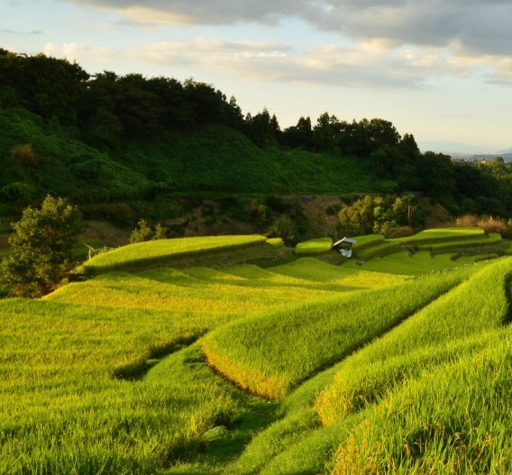 粉象生活淘宝怎么授权不了