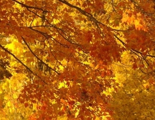 粉象生活赚钱教程