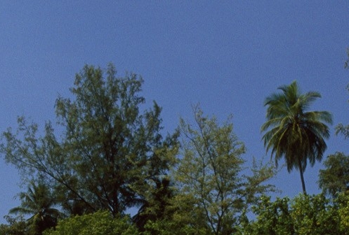 粉象生活真实收入