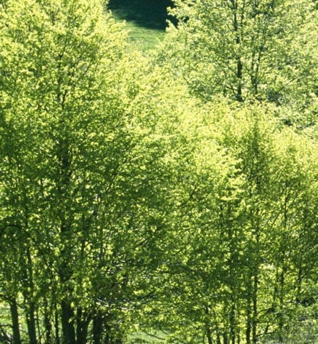 淘宝粉象生活兼职