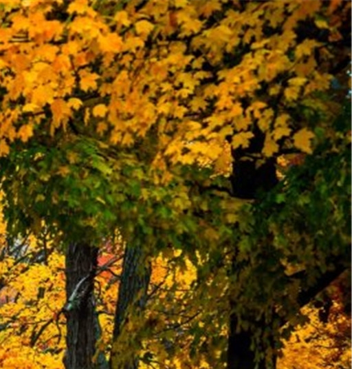 粉象生活收入多高