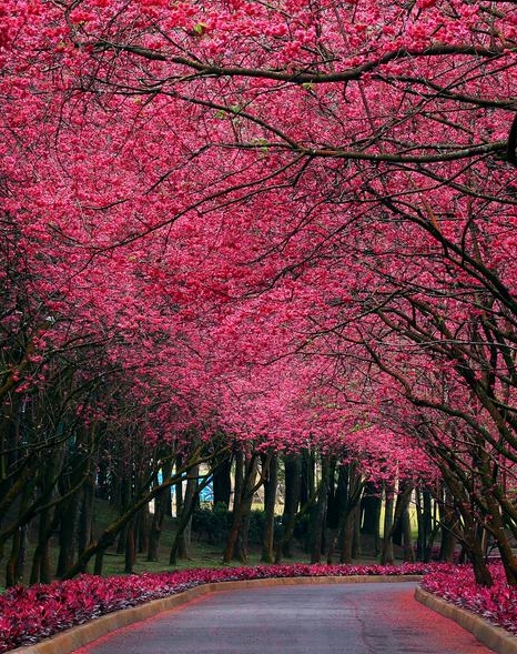 谁做过粉象生活