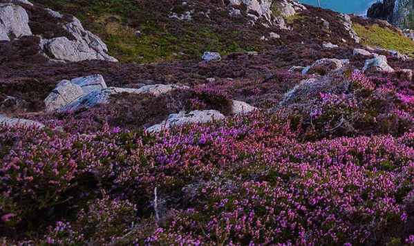 粉象生活佣金太少