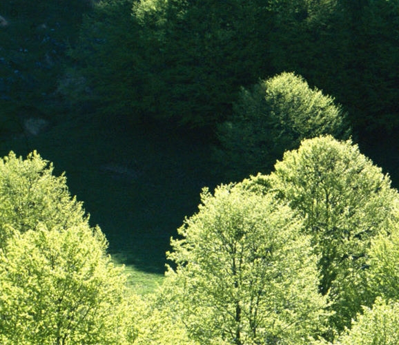 粉象生活分现金图片