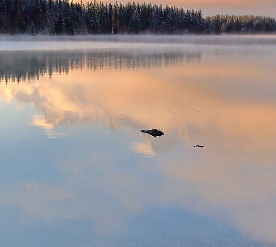 粉象生活自购收益是什么