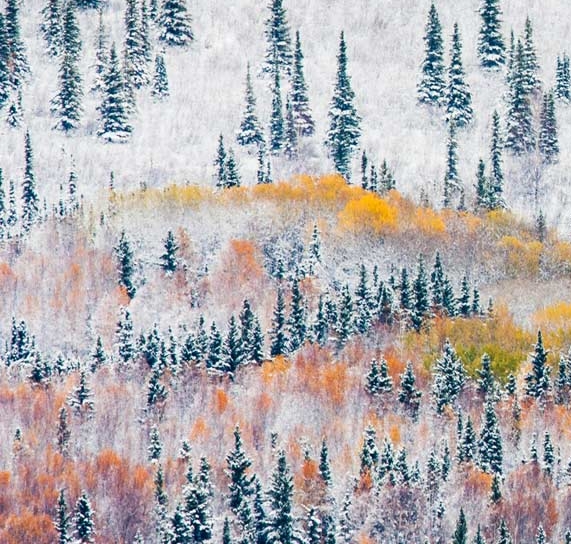 达州粉象生活软件