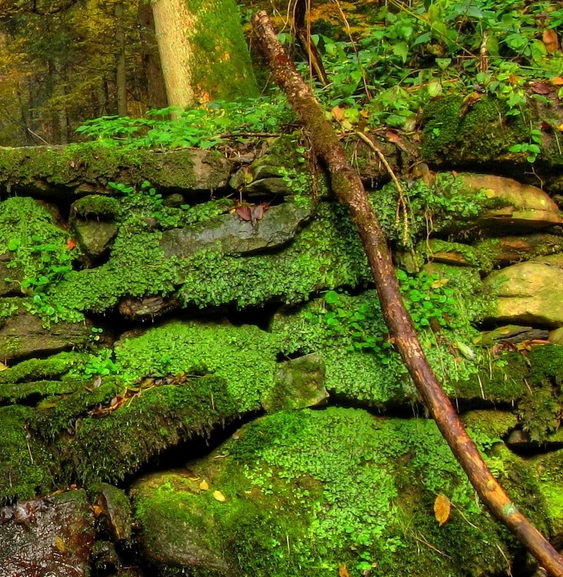 怎么介绍粉象生活