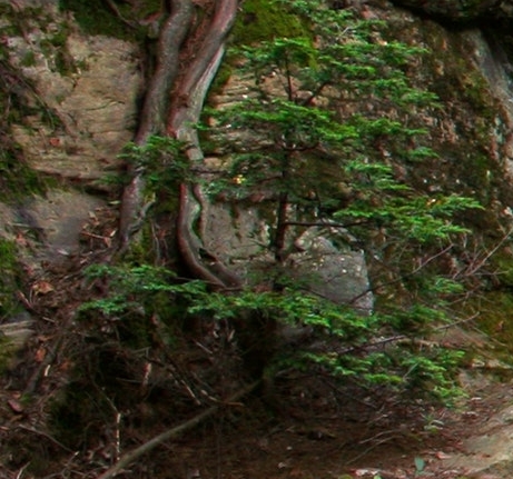 粉象生活几岁了